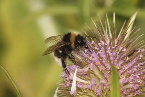 RSPB bees